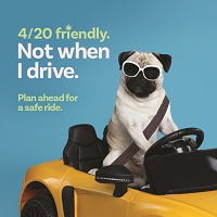 image of pug dog driving with caption "not when I drive"