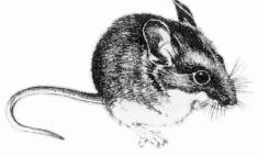 Deer Mouse