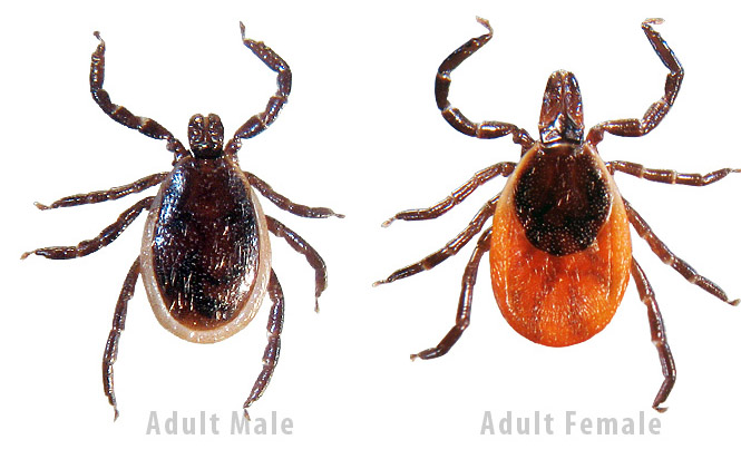 Blacklegged Ticks or Deer Ticks