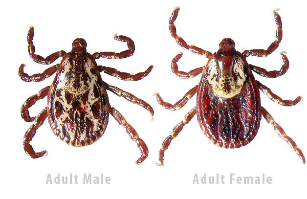 American dog ticks