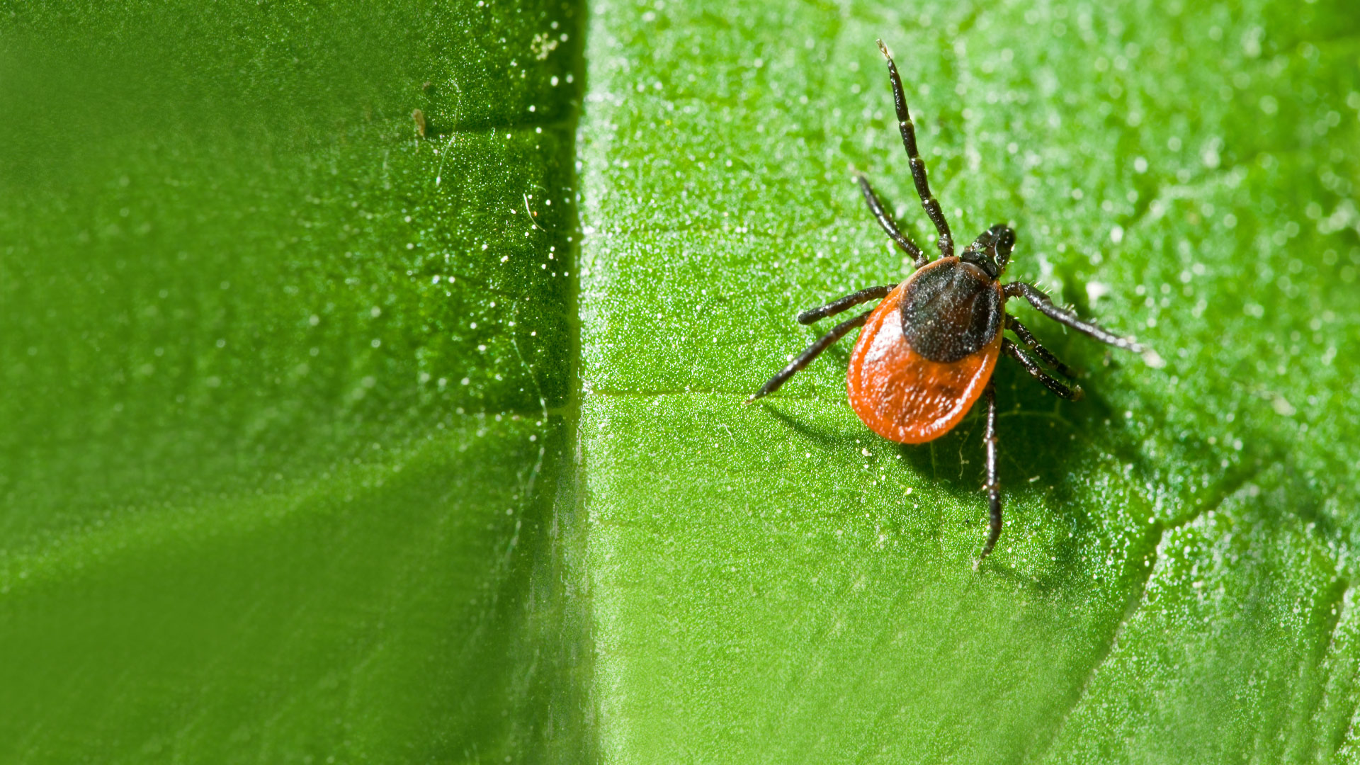 Tick on a leaf