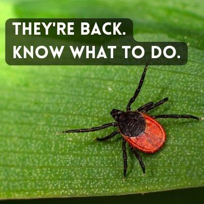 Picture of a tick on a leaf