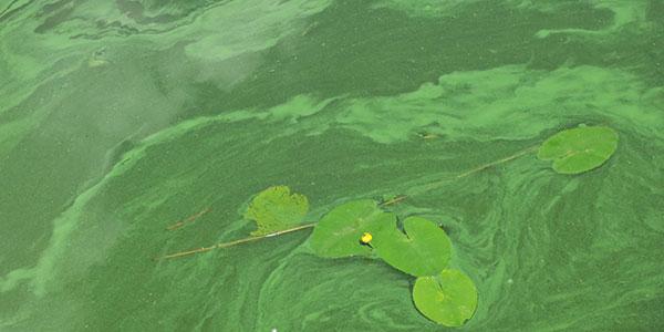 Blue-Green Algae