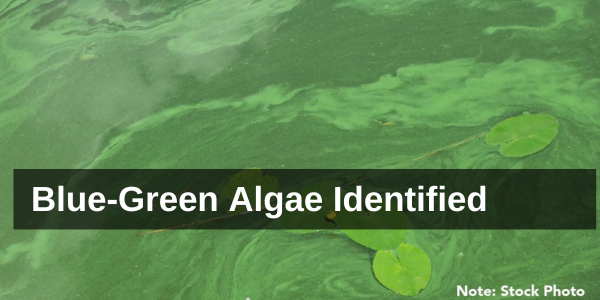 Stock image of blue-gree algae