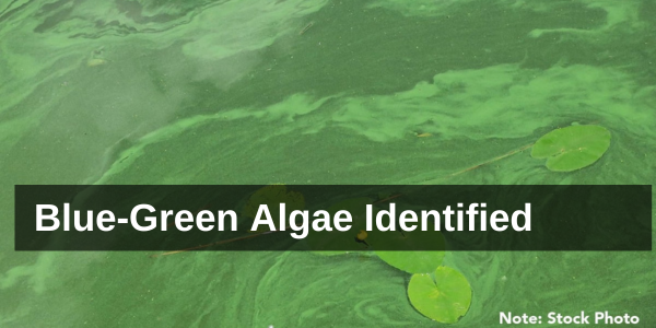 Blue-Green Algae Identified