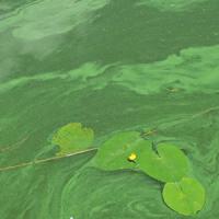 Blue-Green Algae