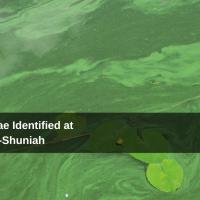 Blue-Green Algae Identified at East Loon Lake-Shuniah