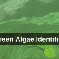 Stock image of blue-gree algae