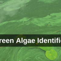 Blue-Green Algae Identified