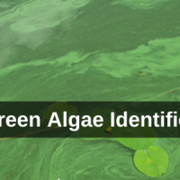 a stock photo of blue-gree nalgae